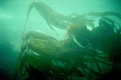 Bull kelp fringing the breakwater